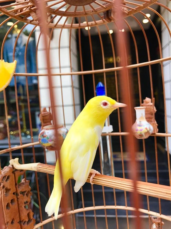 Chơi và nuôi chim vành khuyên – Chim Cảnh Việt