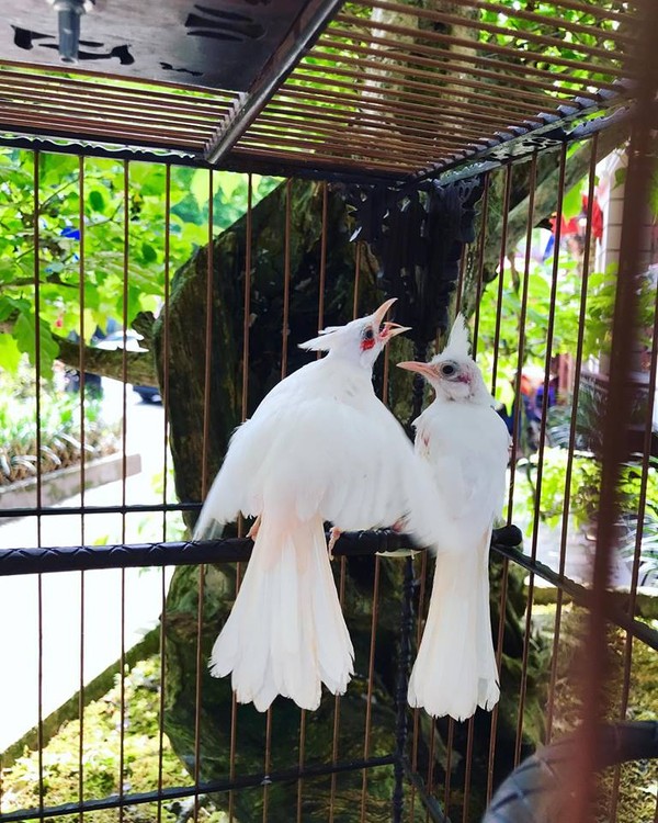 Chim Cảnh Đột Biến Gen - Những Loài Chim Đột Biến sở hữu Vẻ Đẹp và Giá Trị  cao || Albino Bird - YouTube